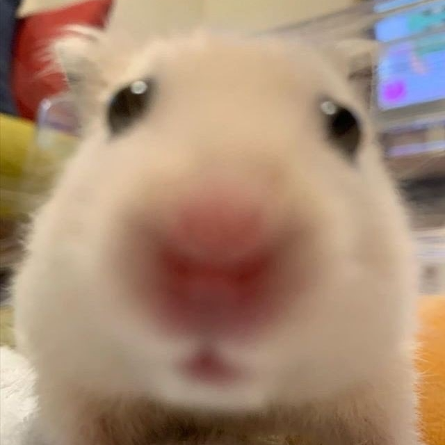 뉴냥
